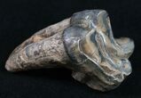 Rooted Fossil Tapir Tooth - Florida #9956-1